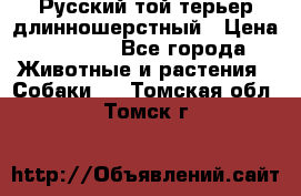 Русский той-терьер длинношерстный › Цена ­ 7 000 - Все города Животные и растения » Собаки   . Томская обл.,Томск г.